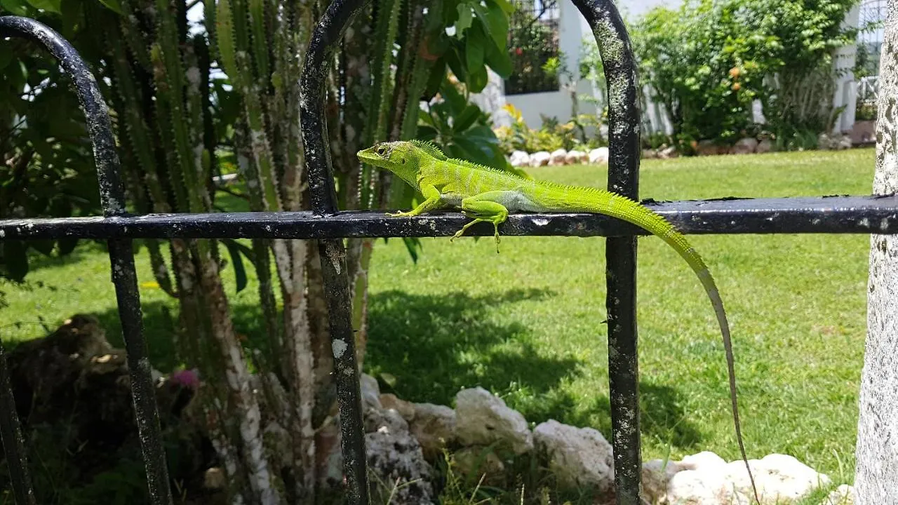 Geddes Great House Hotell Saint Annʼs Bay 0*,  Jamaica